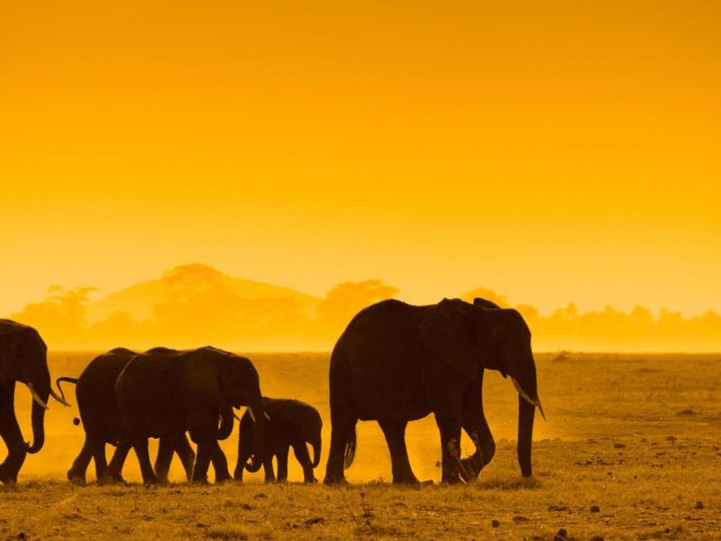 Explore Amboseli National Park with Exciting Tour Packages